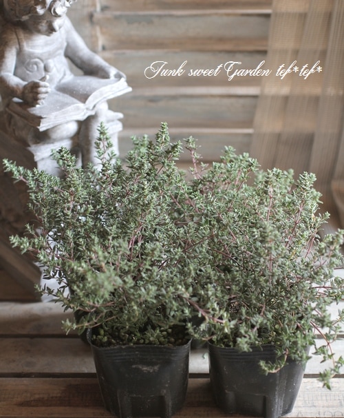 <i>Thymus.</i><BR><BR>���ä�����դäѢ�<BR>�إ���󥸥Х륵�ॿ�����