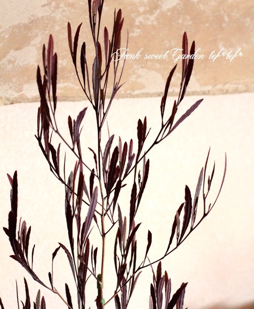 <i>Dodonaea viscosa</i><BR><BR>�ɥɥʥ���������������<BR>�����ʼ�إ�ȥ�ե����䡼��