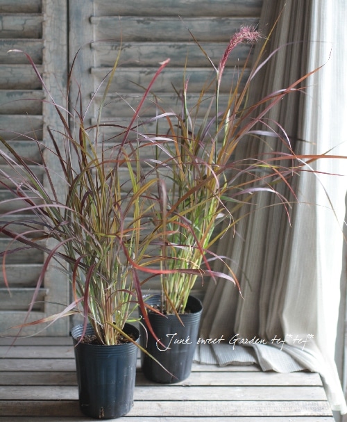 ペニセタム 『パープルファウンテングラス』 | すべての商品