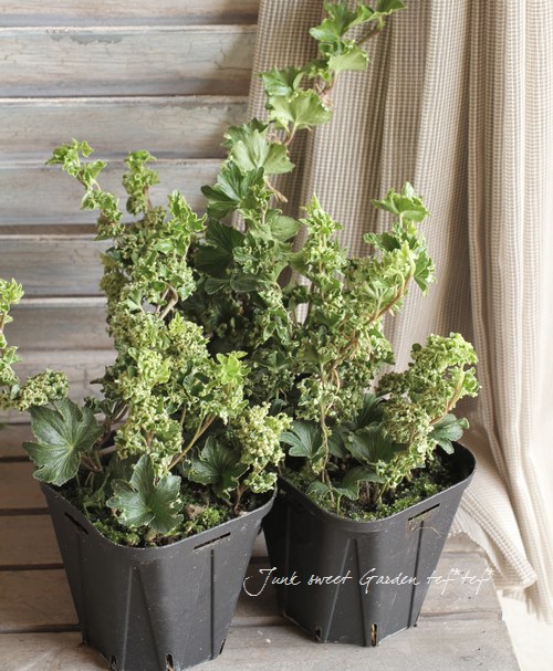 �إǥ顡�ؿ���١�-��������-