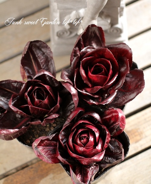 <i>Cichorium intybus</i><BR><BR>�����ȥ٥����֥�<BR>�ߤ�ȱ�ݤ���Ρإ������