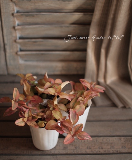 åʥ꡼ꡪꥷޥ إå