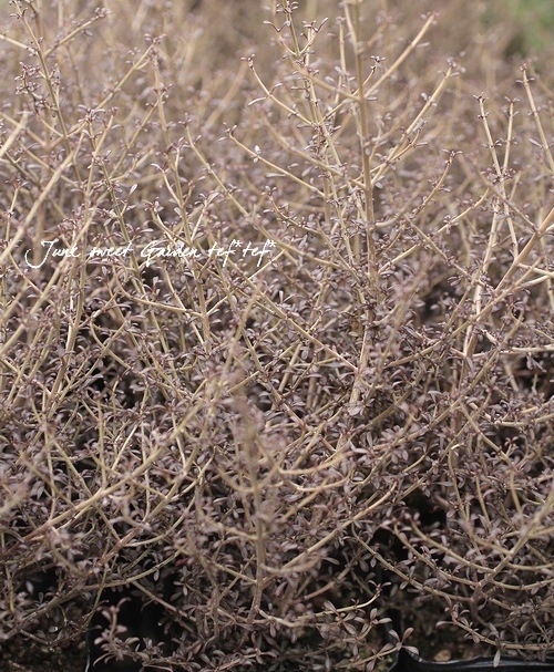 ���ץ����ޡإ��祳�졼�ȥ��른�㡼��