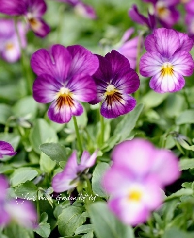 Viola　ビオラ i>Viola×wittrockiana </i><BR><BR>ビオラ ビビシリーズ<BR