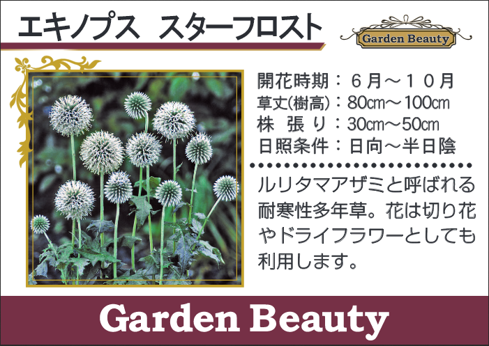 I Echinops Bannaticus I Br Br るり玉あざみ Br エキノプス Br スターフロスト すべての商品 Junk Sweet Garden Tef Tef