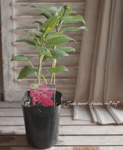 八重咲きエキナセア 『ラズベリートラッフル』 植えっぱなしOK