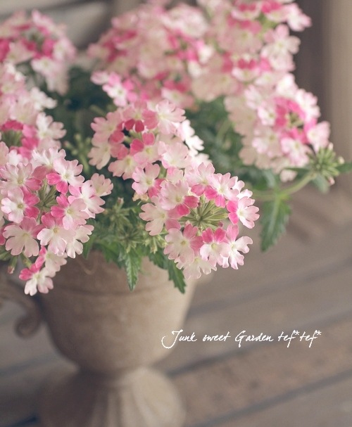 <i>Verbena spp. </i><BR><BR>���ܷϥС��٥ʡ���ʥ�<BR>�إĥ���������