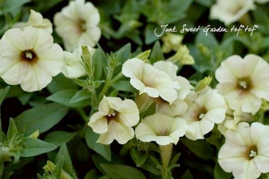 <i>Petunia x hybrida</i><BR><BR>īҥޥ󡦥ڥ˥<BR>إѥ