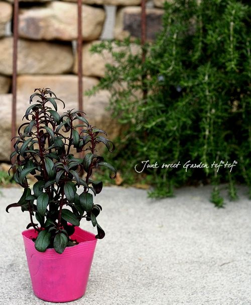<i>Antirrhinum majus nanum<BR>'Bronze doragon'</i><BR><BR>���ե��󥮥祽��<BR>�إ֥�å��ץ�󥹡�<BR>�������磻���åɿ�