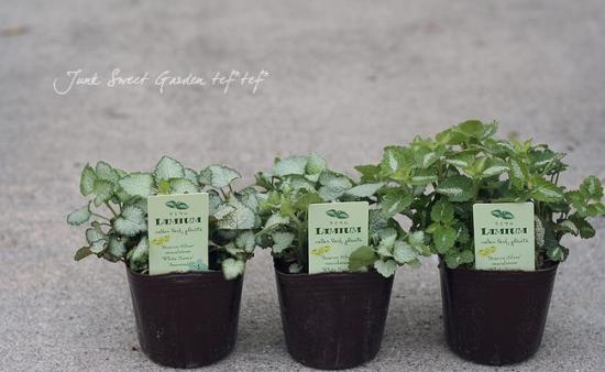 <i>Lamium maculatum</i><BR><BR>��ߥ���<BR>��������