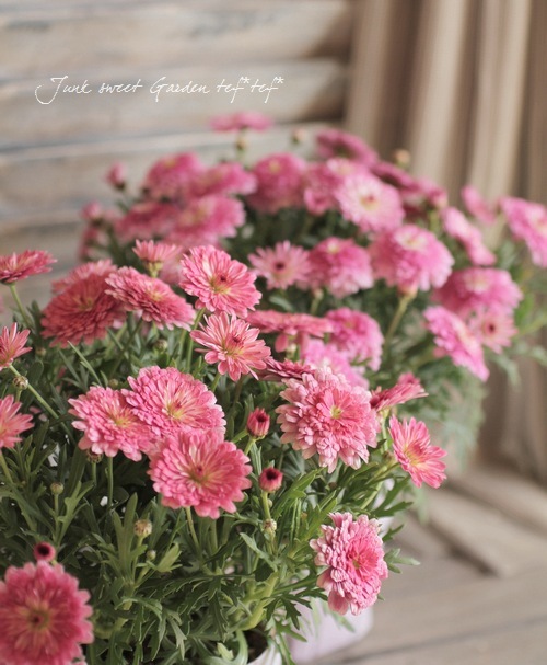 Argyranthemum frutescens<BR><BR>�ޡ�����åȡ����ޡ�����<BR>�إǥ����ץ�������