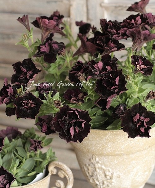 �ڲ�˧���ꥸ�ʥ�� Ȭ�ź餭�ڥ���˥�������ꥨ�åȡ��إ֥�å���