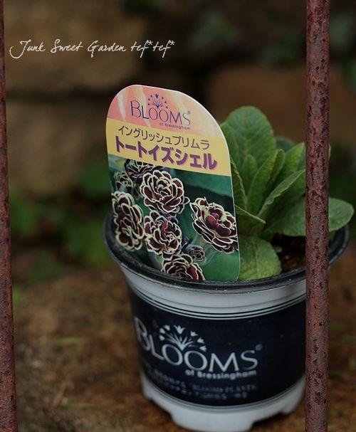 <i>Primula</i>Ȭ�ź餭��<BR>���󥰥�å���ץ���<BR>�إȡ��ȥ����������