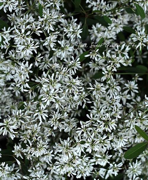 Euphorbia hybrid<BR><BR>Ȭ�ź餭���桼�ե���ӥ�<BR>�إ�������ɥե�����