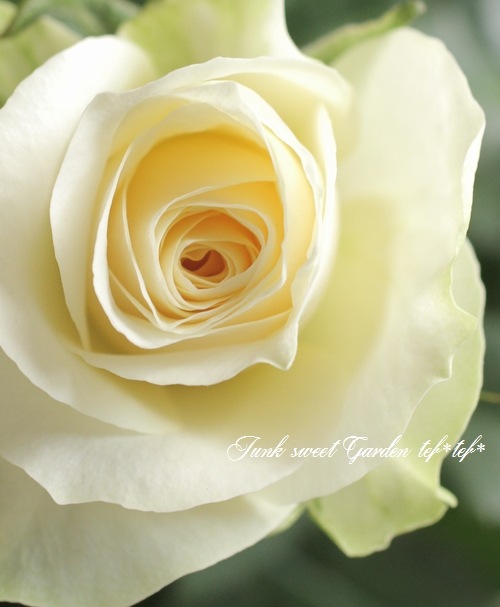 �ߥ˥Х顡�إѡ��륳����ʡ�