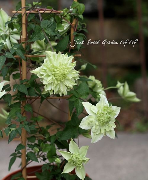 クレマチス ペパーミント 室内栽培もok すべての商品 Junk Sweet Garden Tef Tef