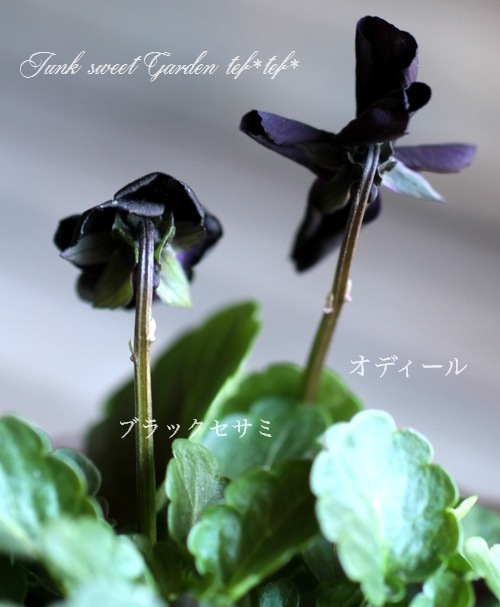 ビオラ　Viola i>Viola</i><BR><BR>小輪ビオラ 『あずき』 | すべての商品 | | Junk