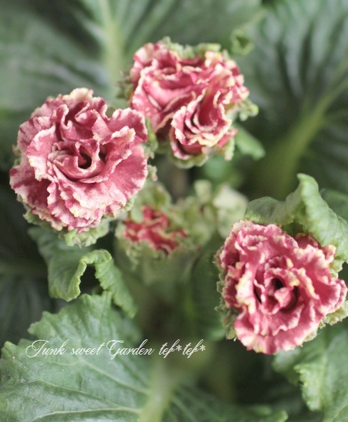 ���祳�졼�ȿ��Υץ��顦����ꥢ�� �إ��祳���