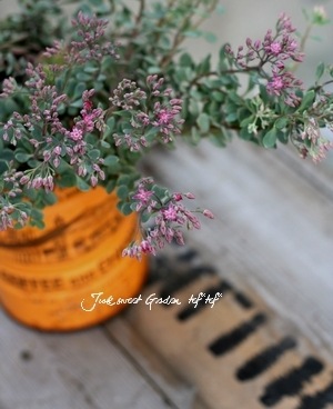 ¿ʪ ⤳⤳İإҥߥХ