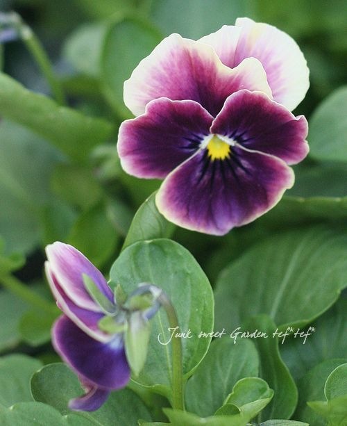 ビオラ 北島園芸さん】 ビオラ 『試作品・①』 3.5寸POT