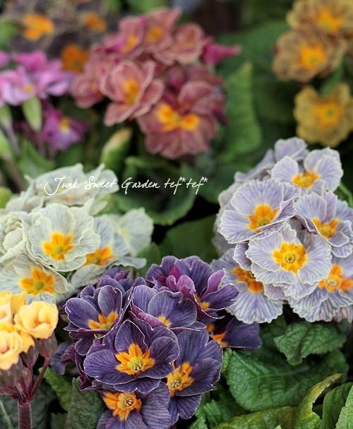 ץ顦ݥꥢ󥵡إǥХ󥰡ȥ饤ץMIX