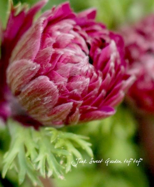 Ȭ�ź餭���ͥ�͡����ۡ��� -��ꥫ-�� MIX��