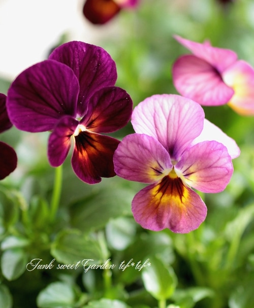 Viola ビオラ i>Viola×wittrockiana </i><BR><BR>ビオラ ビビシリーズ<BR