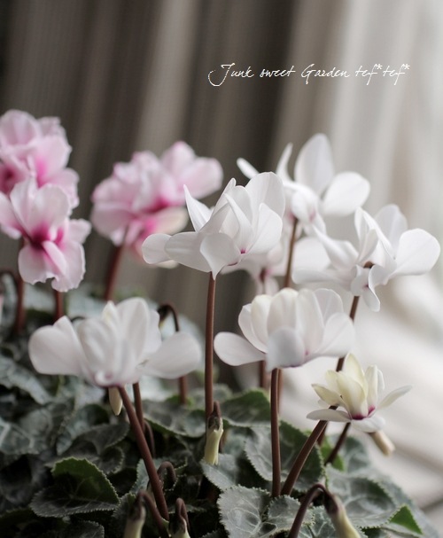 i>Cyclamen persicum</i><BR><BR>八重咲きシクラメン<BR>しだれ咲き