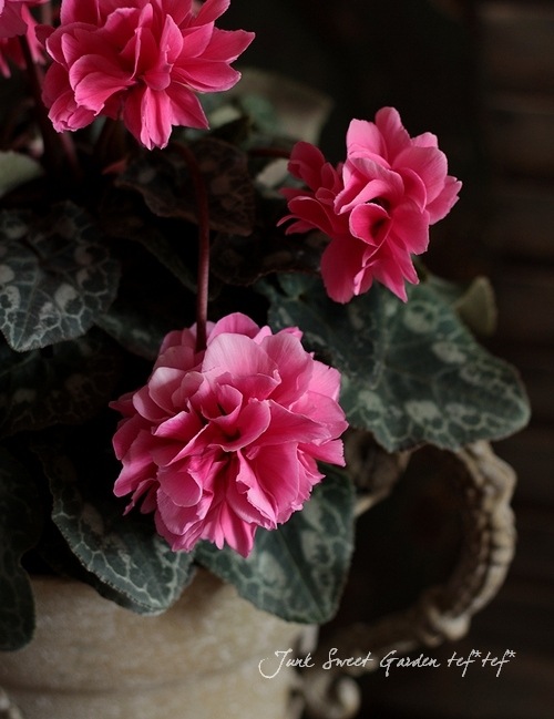 3_011000001072.jpg?1678209903