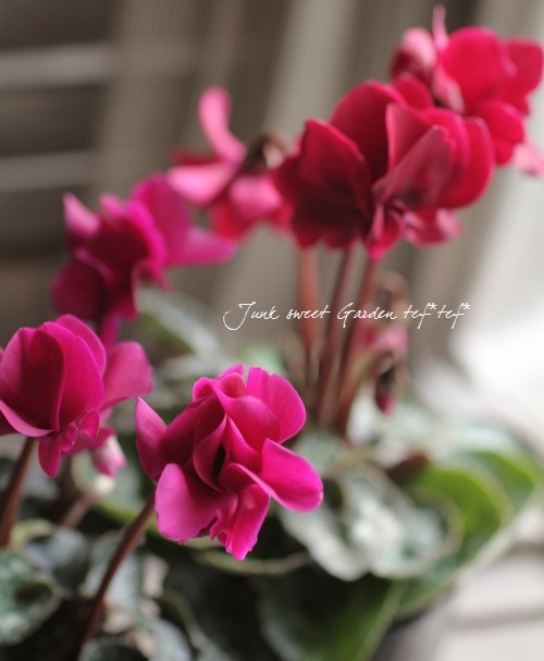 i>Cyclamen persicum</i><BR><BR>八重咲きシクラメン<BR>しだれ咲き