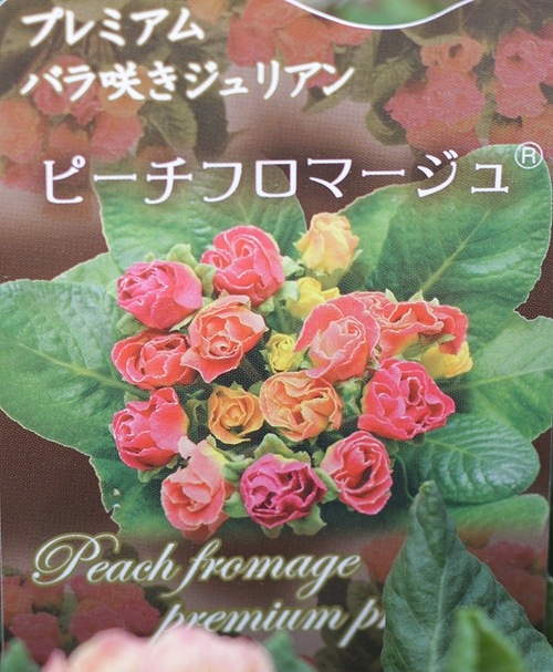 �ץ�ߥ��ࡦ�Х�餭�ʼ�ץ��顦����ꥢ�󡡡إԡ����ե��ޡ������