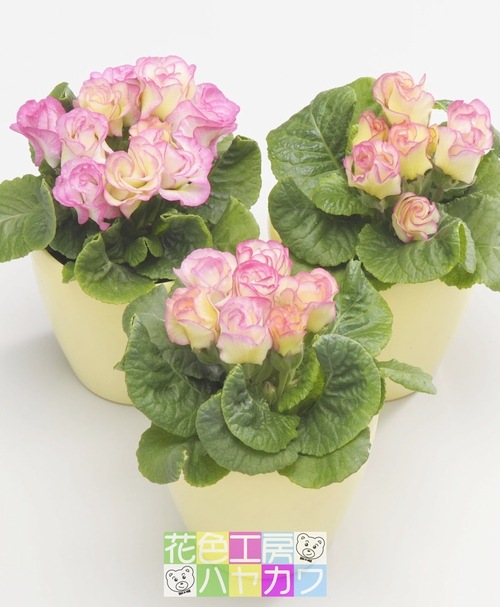 �ץ�ߥ��ࡦ�Х�餭�ʼ���ץ��顦����ꥢ�󡡡إץ�󥢥�⡼�ɡ�