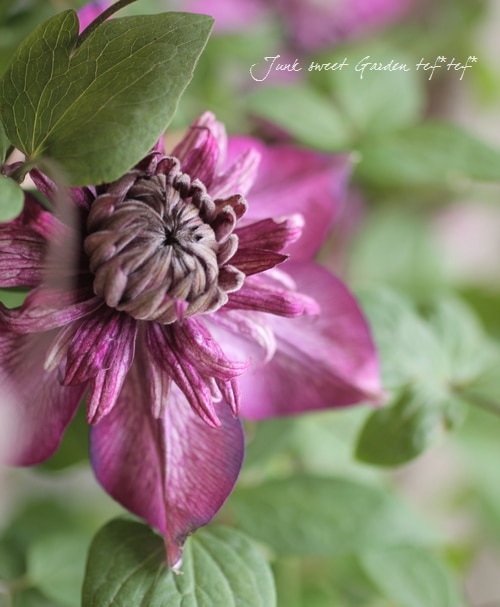 八重咲きクレマチス『カシス』 室内栽培もOK♪ | すべての商品