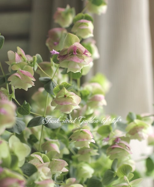 �֥��쥬�Ρ��إ���ȥӥ塼�ƥ�����