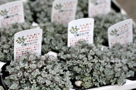 i>Sedum spathulifolium</i><BR><BR>もこもこ！お花のような<BR
