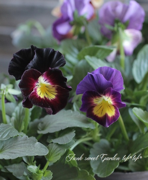 <i>Violawittrockiana </i><BR><BR>ߤȱݤΥӥ<BR>إѥå󥦥֡MIX