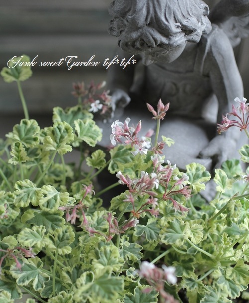 �ʥĥᥰ����˥��ࡡ�إޡ��֥�����