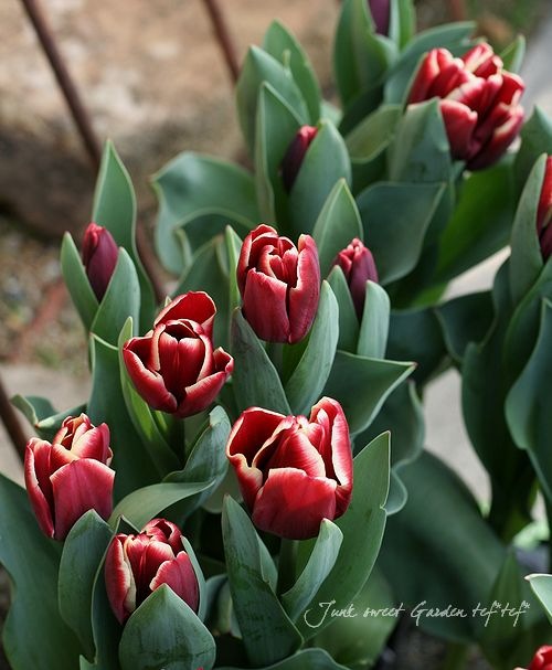 冷蔵チューリップ 2色咲き！ 『アルマーニ』 | すべての商品 | | Junk