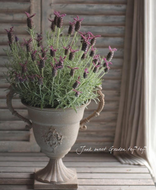 Flench lavender<BR><BR>�ե�����٥����<BR>�إ��祳�졼�ȡ�