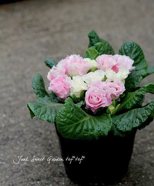 �ץ��顦����ꥢ�󡡡ؤ������Υߥ�ե������