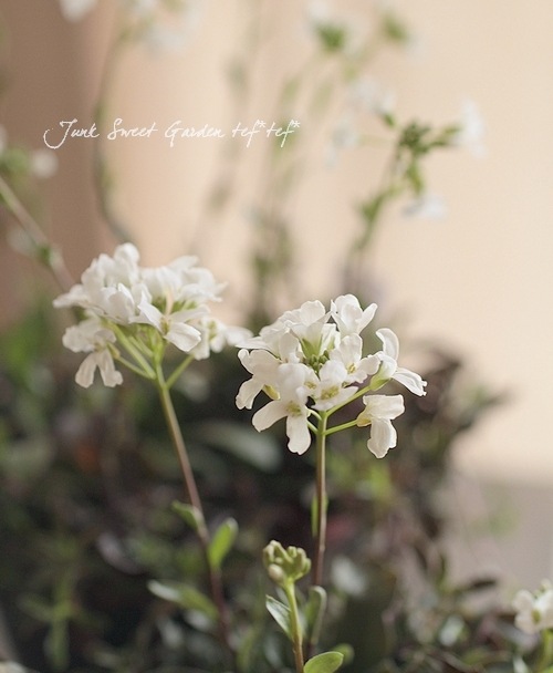 <i>Arabis caucasica</i><BR><BR>�Ѵ������������С�<BR>����ӥ����ץ������ <BR>�إ��꡼���