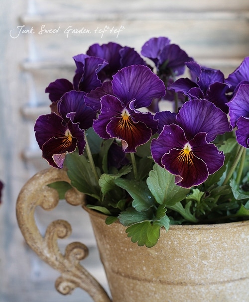 i>Viola×wittrockiana</i><BR><BR>笈川さん育種生産！<BR>横浜