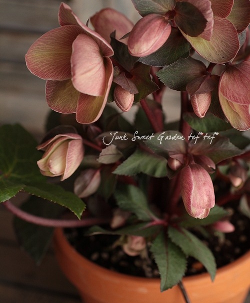 ⑩クリスマスローズSSピンクHarvingtonR ebekah クリスマスローズ,童仙房ナーセリー＆ガーデンのクリスマスローズ,雪の