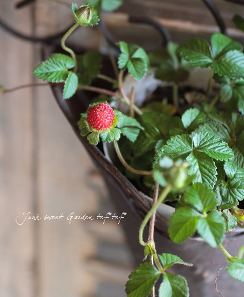 <i>Duchesnea indica</i><BR><BR>�ɥ����ͥ�<BR>�إ���ǥ����󥹥ȥ�٥꡼��