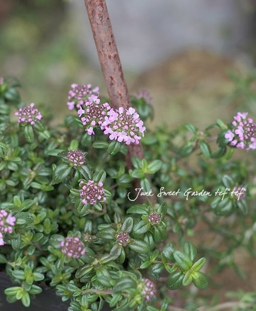 �ڥϡ��֡� ���١����說�꡼�ԥ󥰥����ࡡ�إ��󥮥����ꥹ��