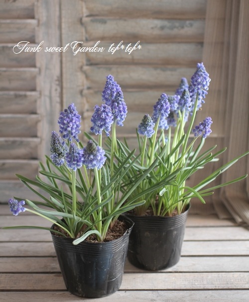 <i>Muscari Artist</i><BR><BR>Ф庬<BR>ॹ إƥȡ