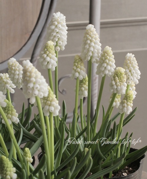 □【球根植物】 ムスカリ 『ホワイトマジック』 | すべての商品