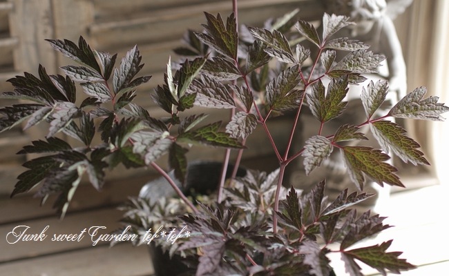 キミキフガ 『ピンクスパイク』 | すべての商品 | | Junk sweet Garden