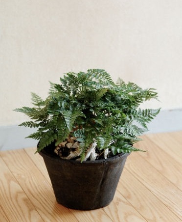 �ڻ��ߡۥ���������ɡ��֥�å����⥹�ݥå� 20cm