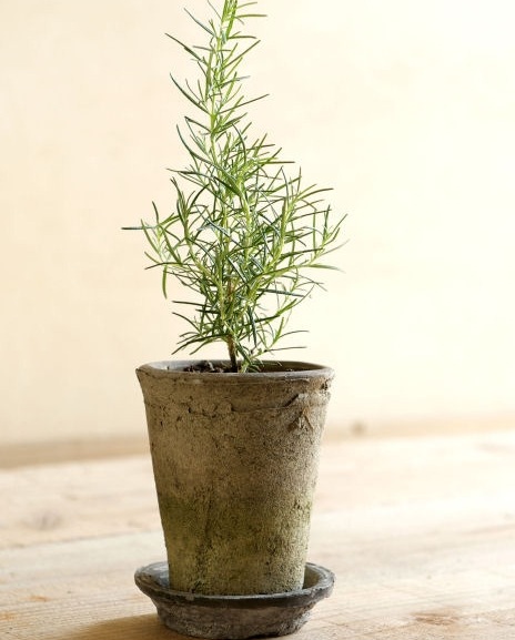 �ڻ��ߡۥ⥹���֥�å����������ݥå� 13cm